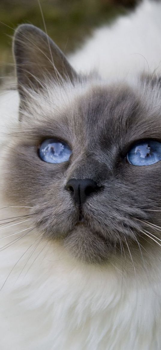 cat, face, blue-eyed, bushy