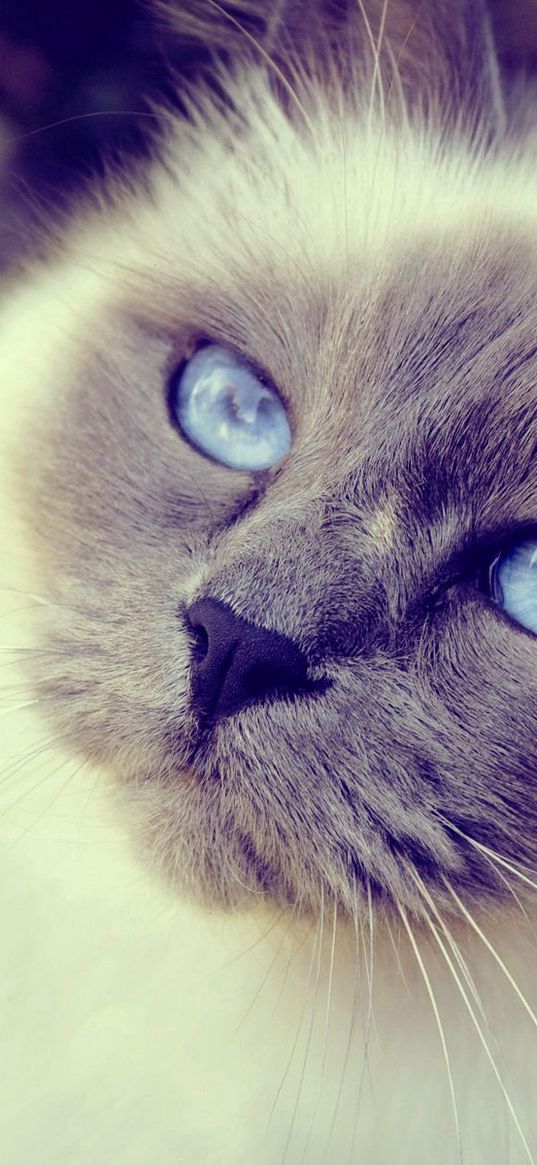 cat, face, blue-eyed, furry, spotted, close-up