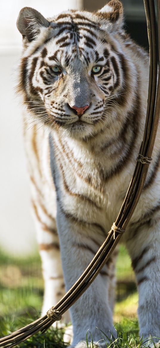 bengal tiger, predator, white