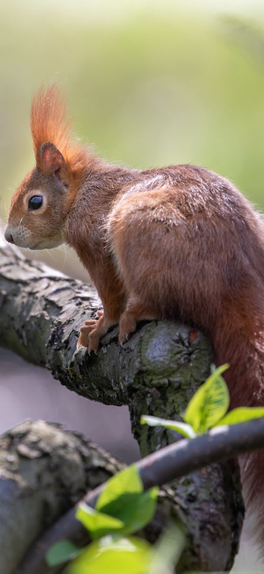 squirrel, animal, rodent, tree