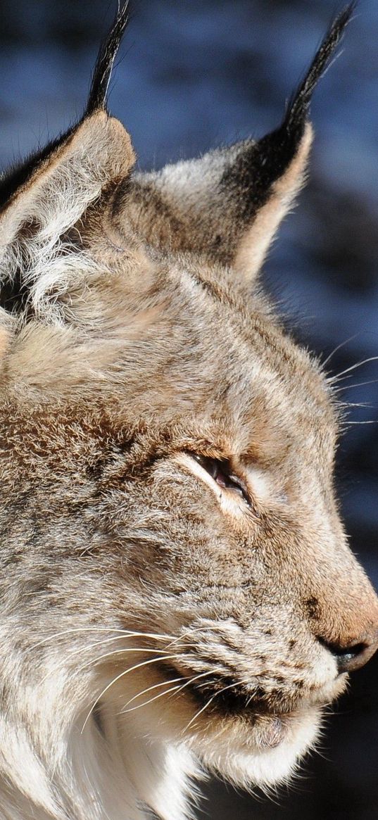 lynx, muzzle, tassels, ears, profile