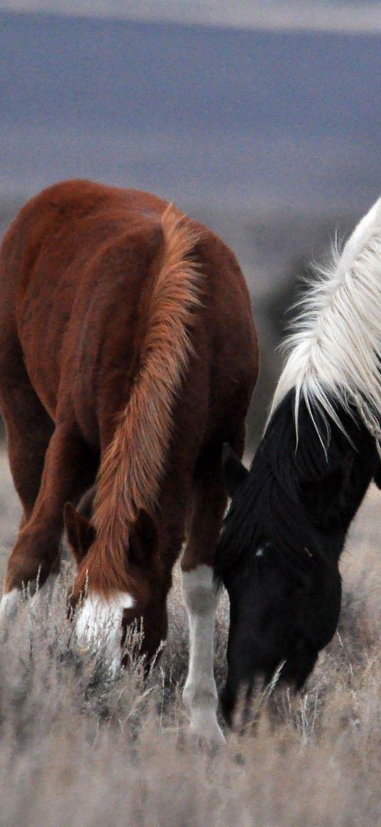 couple, horse, horses, mane, grass, food