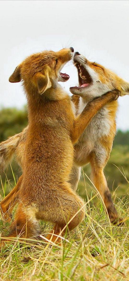 fox, fighting, aggression, predator, grass, meadow, couple