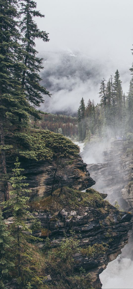 precipice, forest, stone, fog