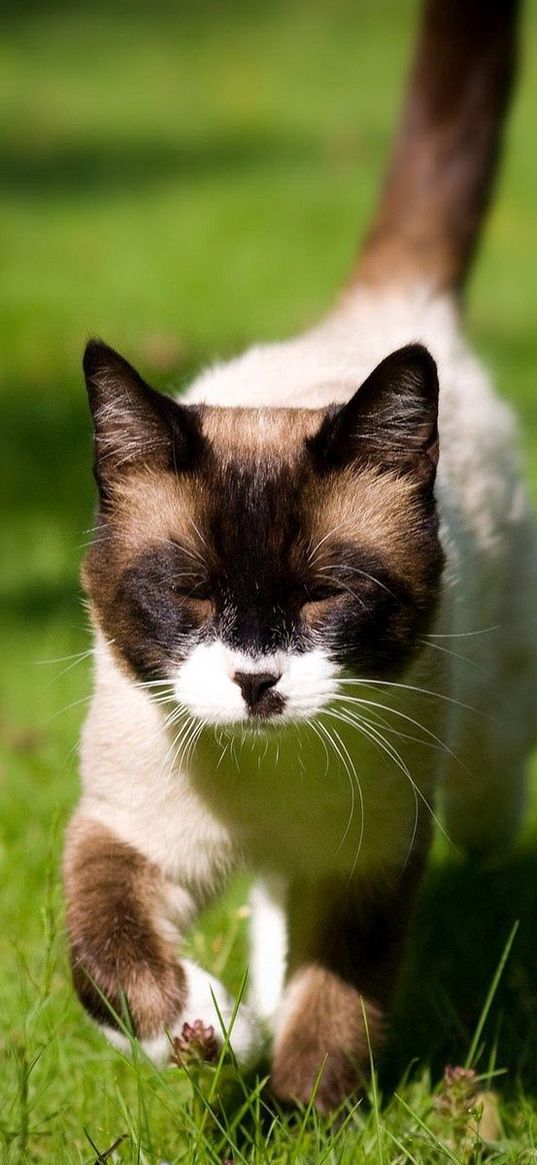 cat, squinting, grass, siamese, walking, sunshine