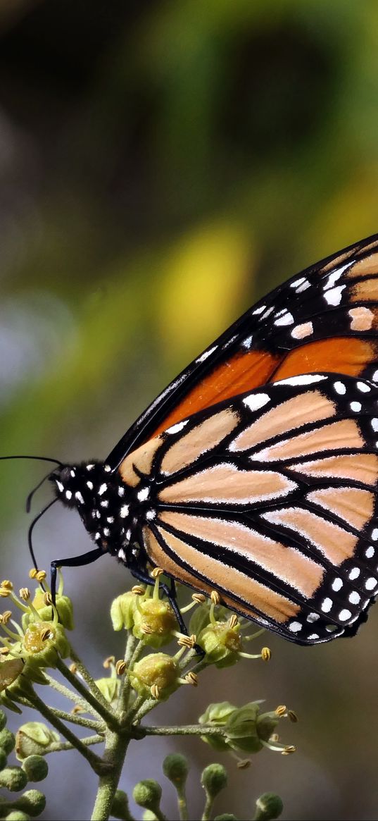 monarch butterfly, butterfly, brown, closeup