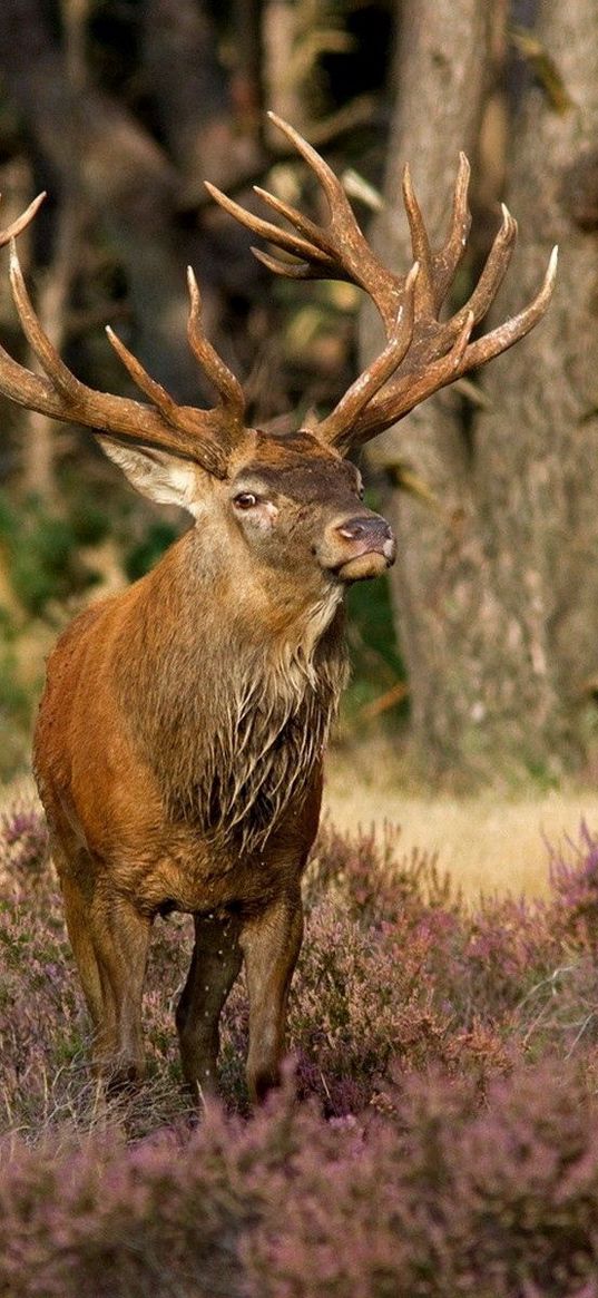 deer, grass, flowers, forest, walk