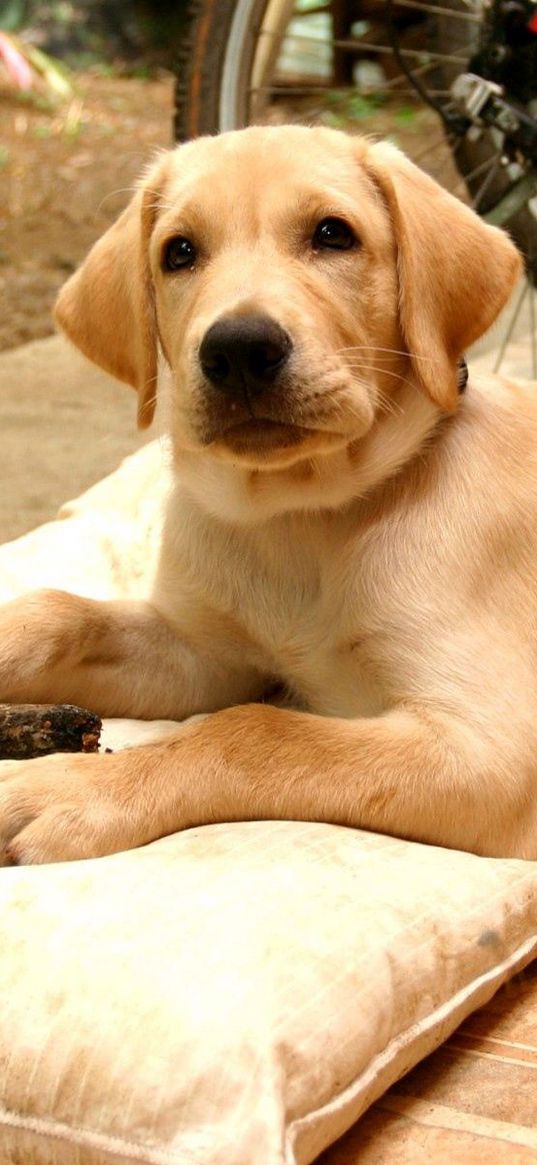 labrador, retriever, puppy, dog, lying, charming