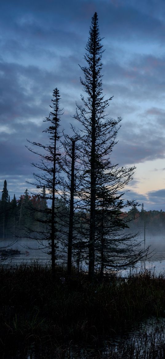 swamp, trees, fog, forest