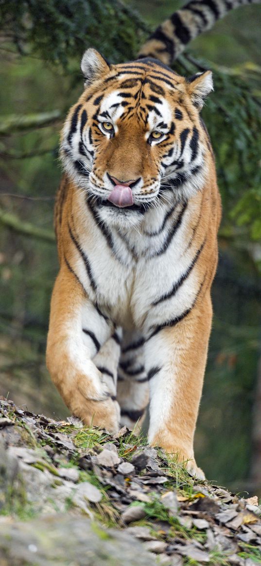 amur tiger, tiger, predator, big cat, protruding tongue