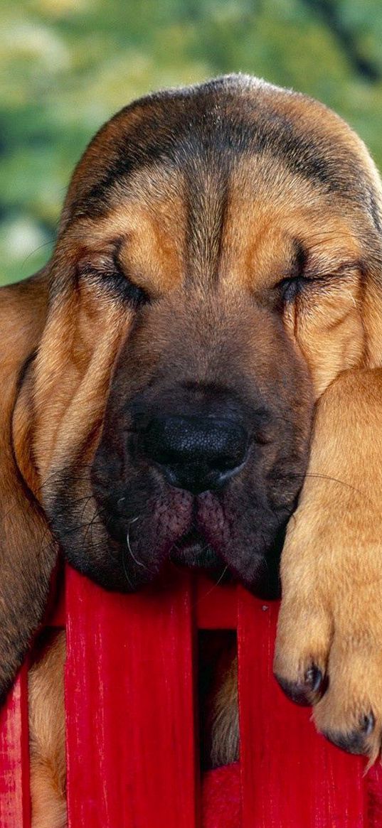 puppy, big-eared, fence, rest, sleep