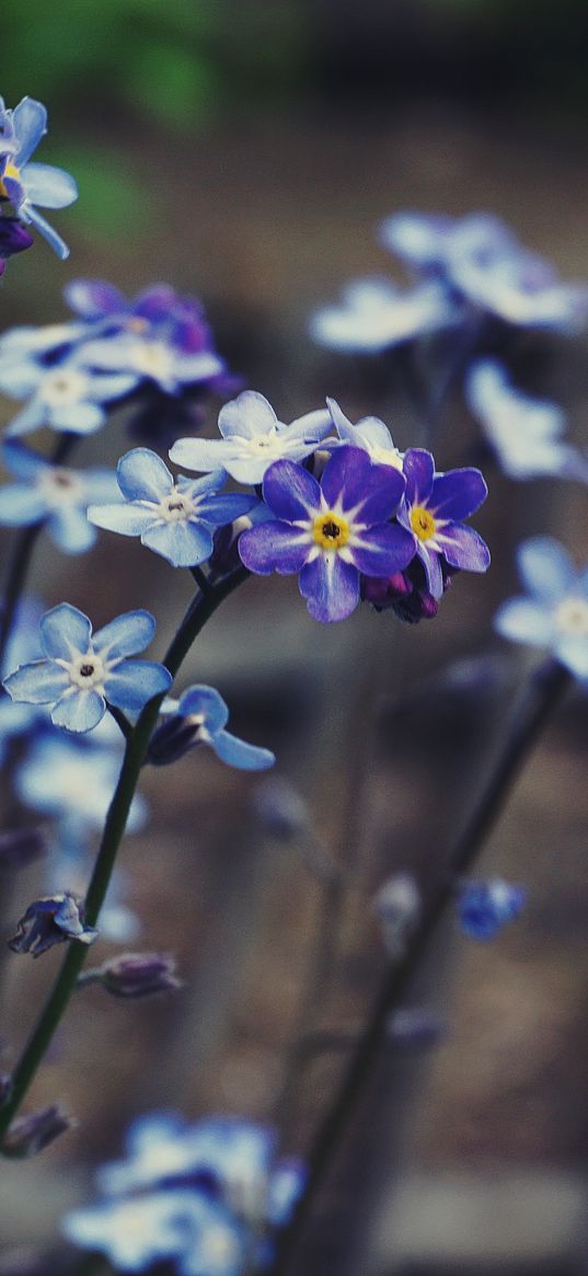 myosotis, flower, bloom, macro