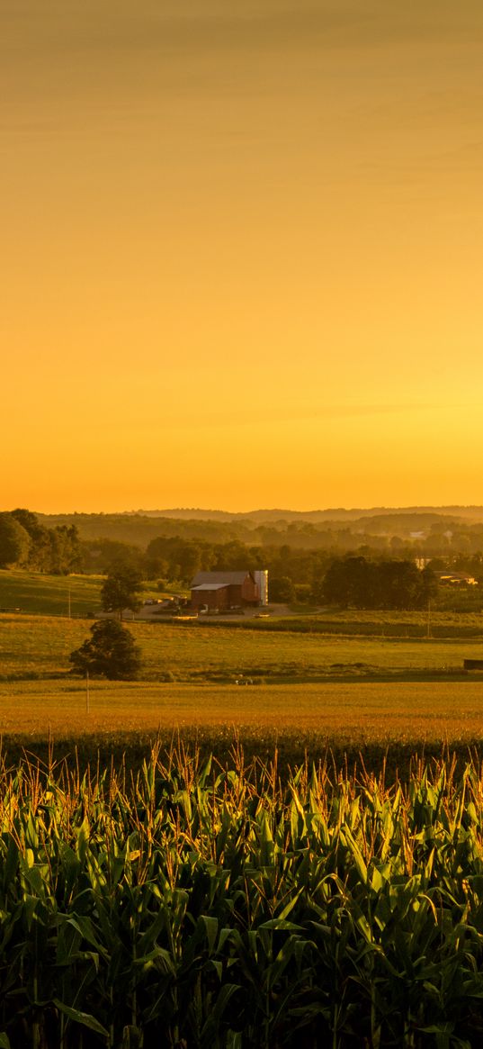 field, corn, vast, usa, ohio