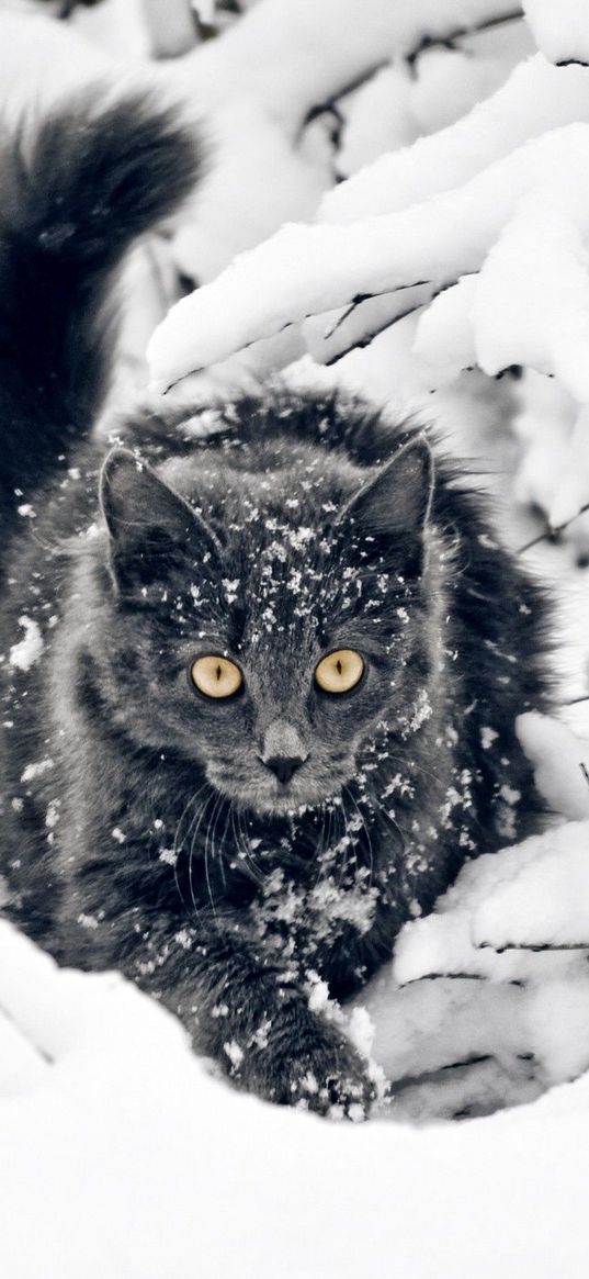 cat, fluffy, branches, snow, hunting