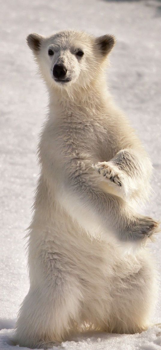 polar bear, snow, ice, on two paws