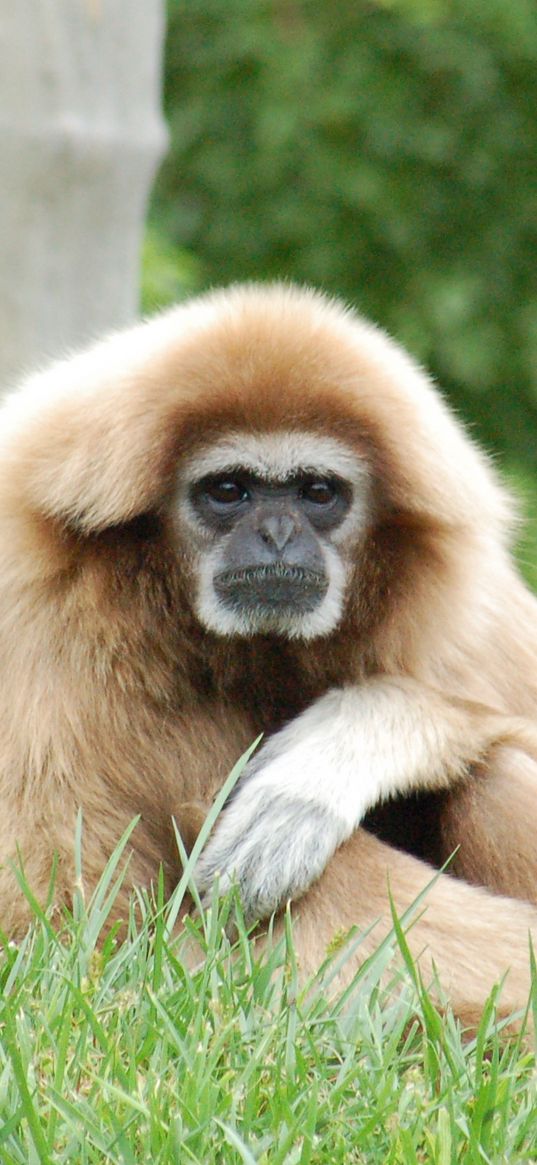 gibbon, legs, light, sit, monkey