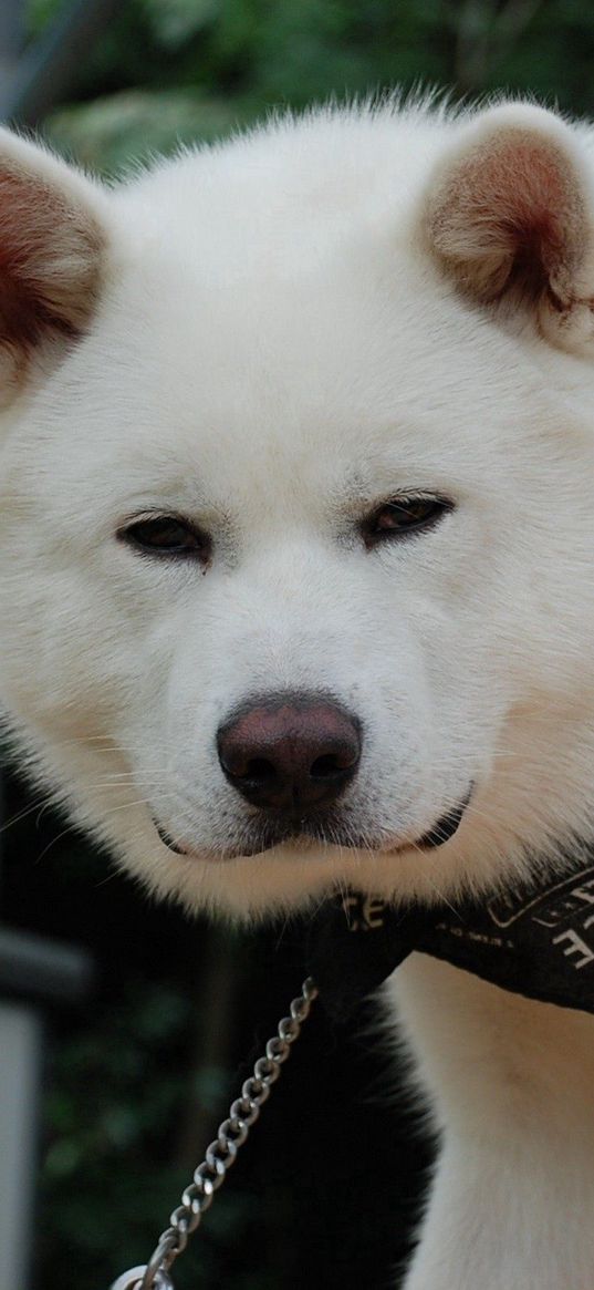 akita inu, dog, puppy, fluffy, bandana