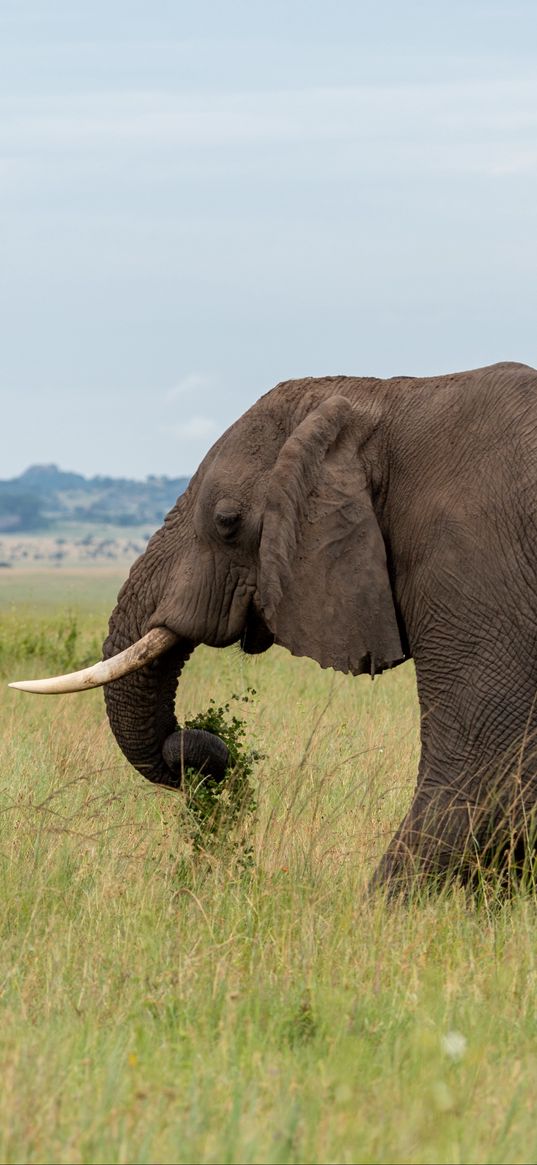 elephant, animal, tusks, savannah