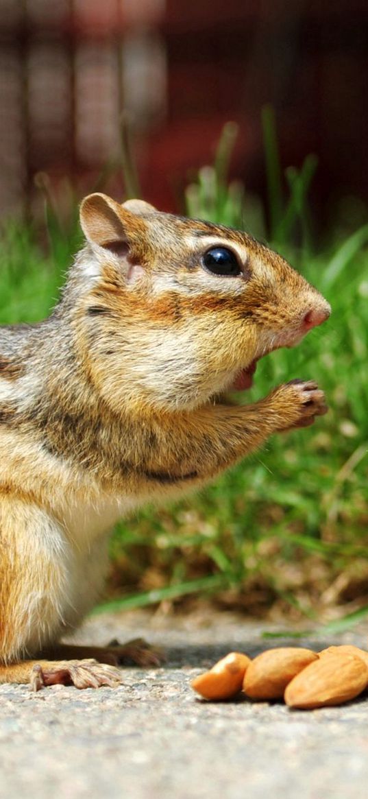 chipmunk, nuts, eating, walk, grass, figurine