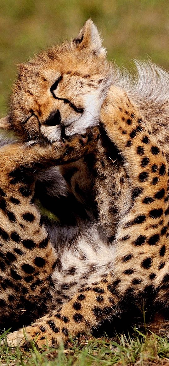 cheetahs, cubs, play, spotted