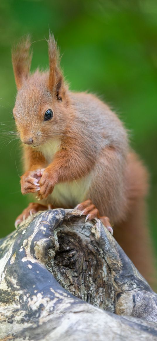 squirrel, rodent, beast, cute, fluffy