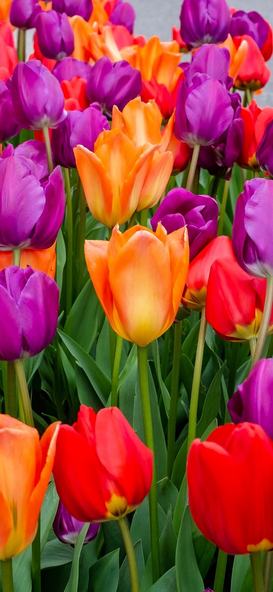 tulips, flowers, multicolored, bloom