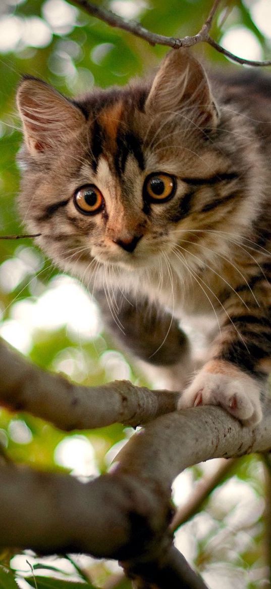 kitten, branches, wood, spotted, curiosity