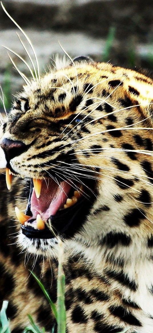 leopard, aggression, angry, teeth, spotted, big cat