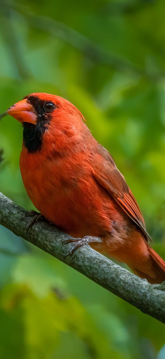 red cardinal, cardinal, bird, feathers, branch