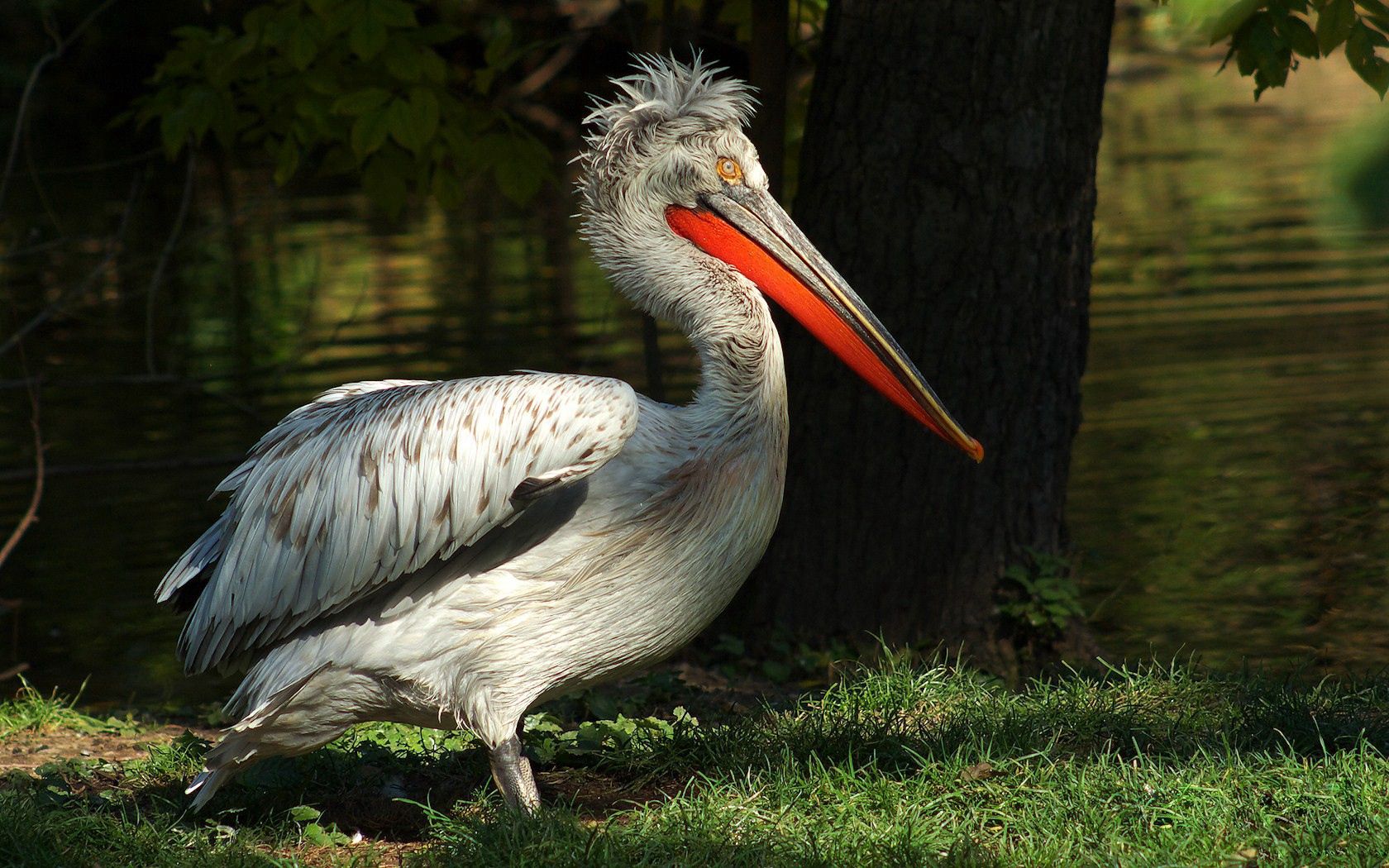 pelican, black, big beak, grass, trees