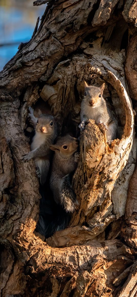 squirrels, rodents, cute, hollow, tree, bark