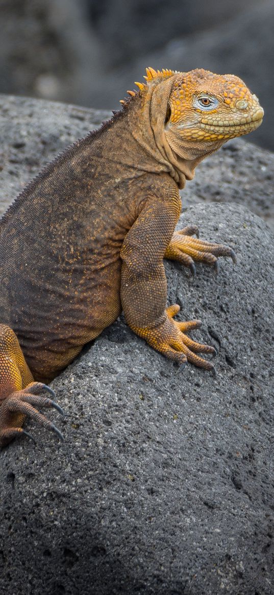 iguana, lizard, reptile, squama, stones