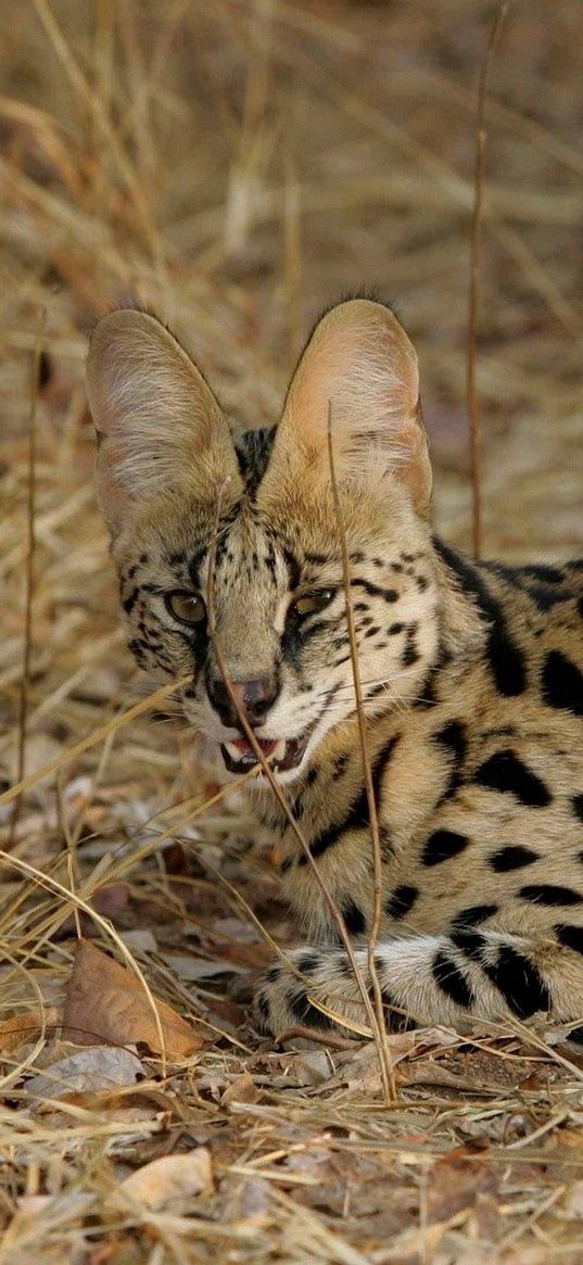 serval cat, spotted, aggressive, grass, lie