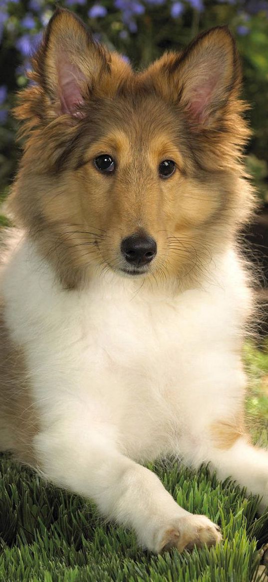 dog, collie, puppy, down, flowers