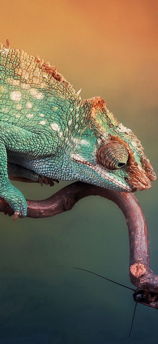 chameleon, handsome, lizard, branch, sit