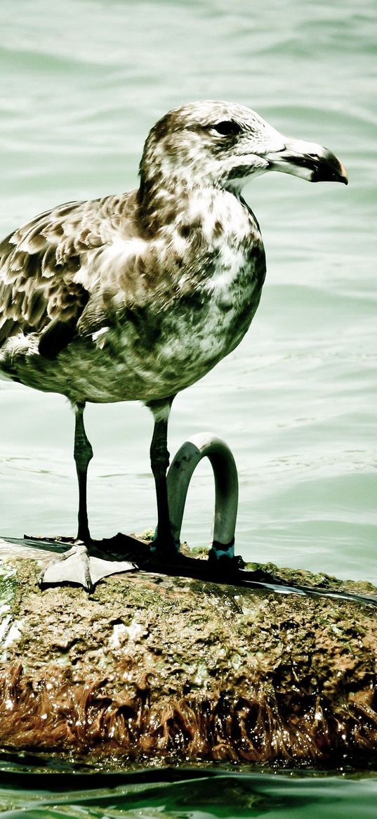 seagull, island, sitting, bird