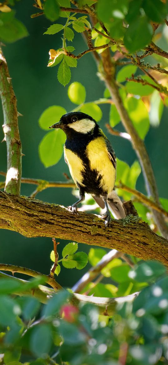 tomtit, bird, bright, branches