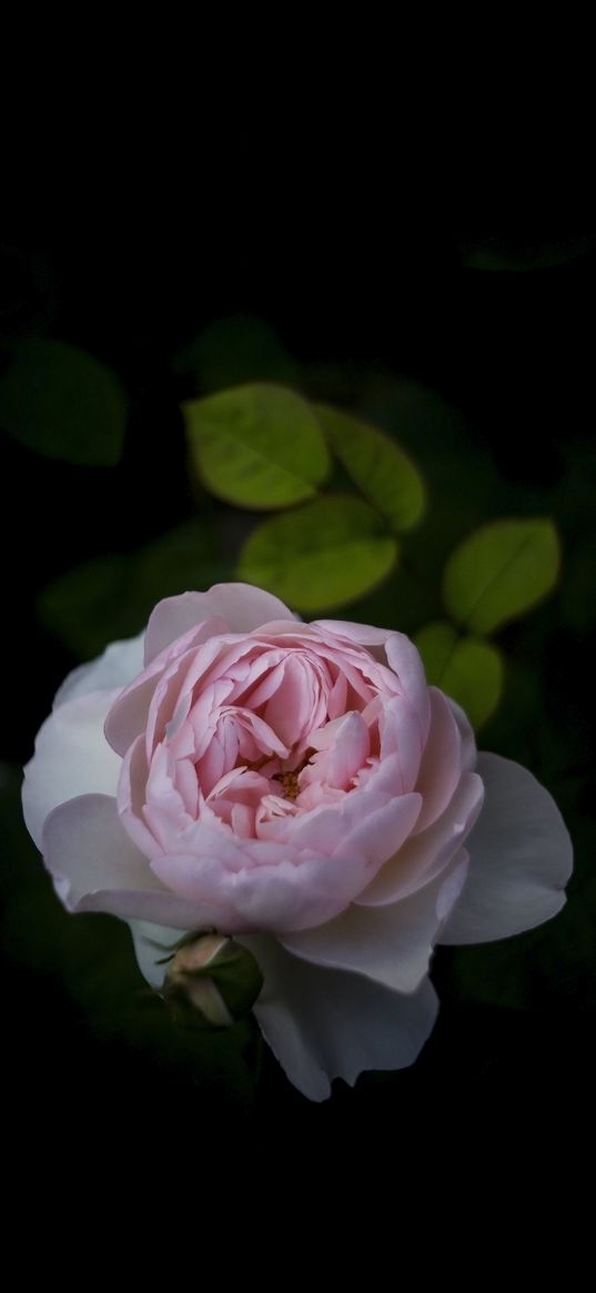 rose, flower, blossom, petals, bush