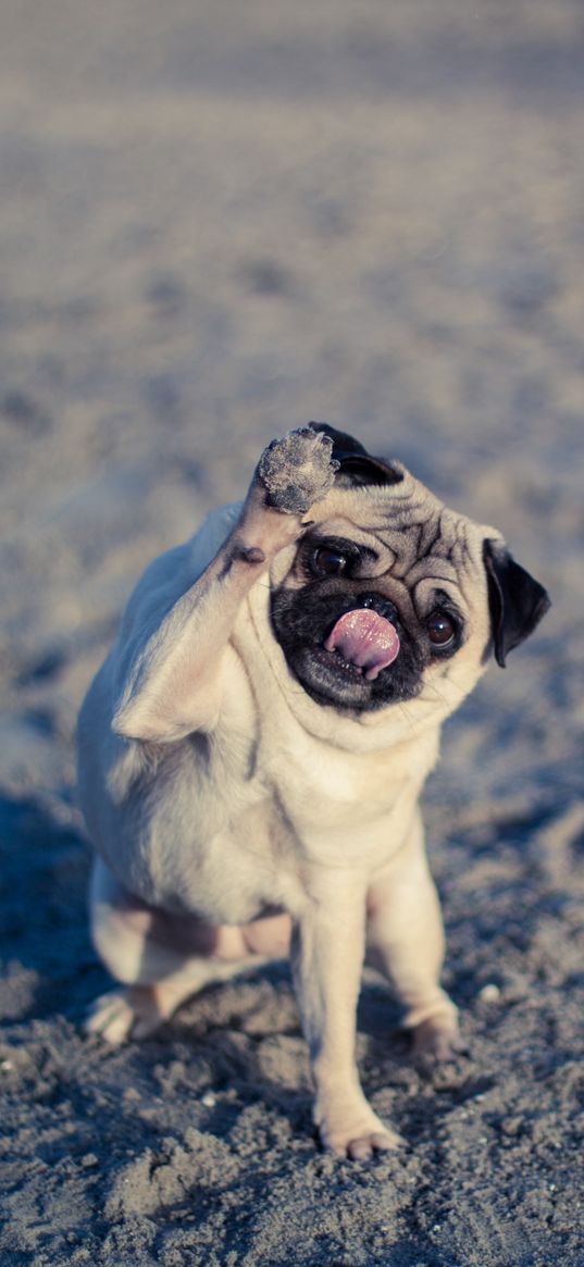 pug, dog, protruding tongue, funny