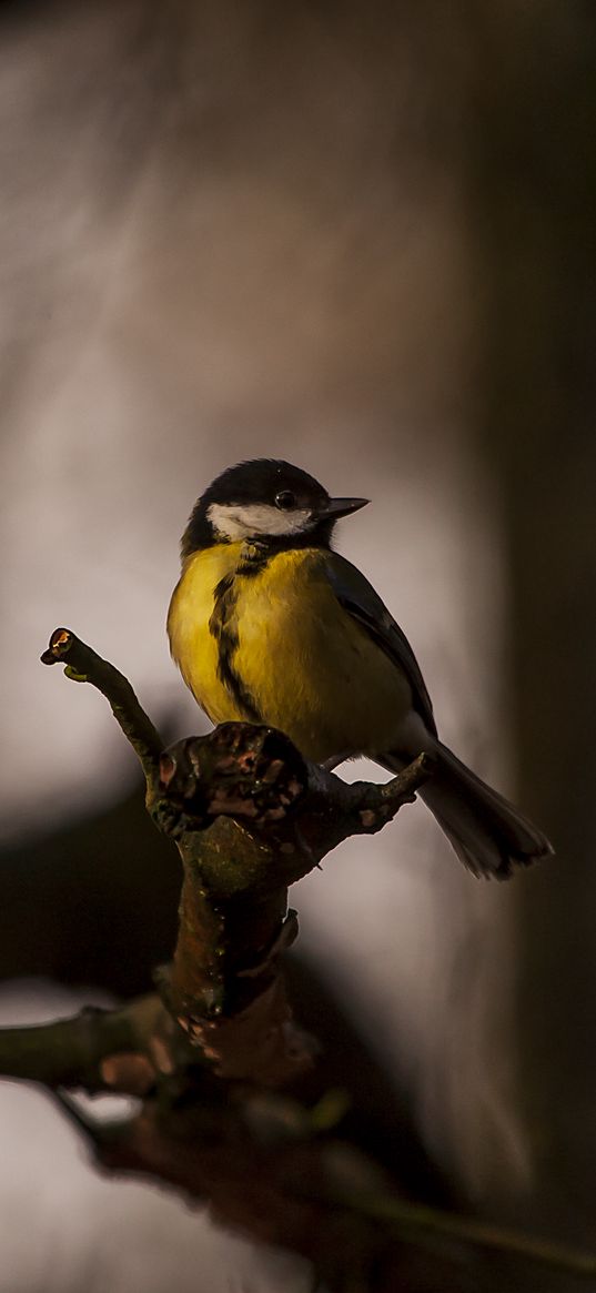 tomtit, bird, feathers, bright, branches