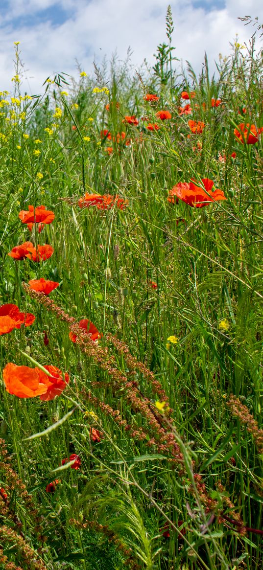 flowers, wildflowers, grass, meadow