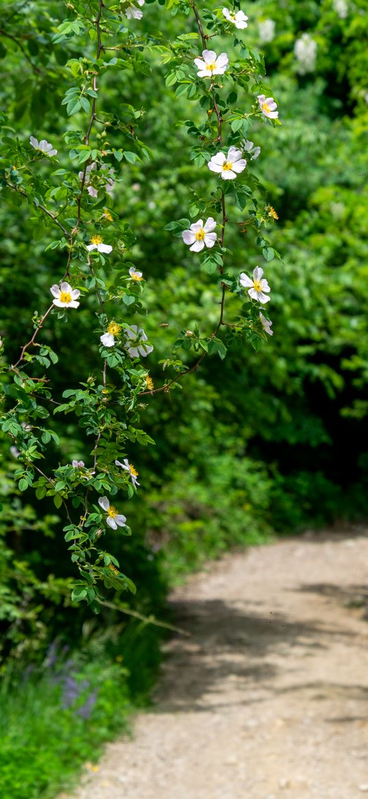 rosehip, bush, flowers, flowering, plant