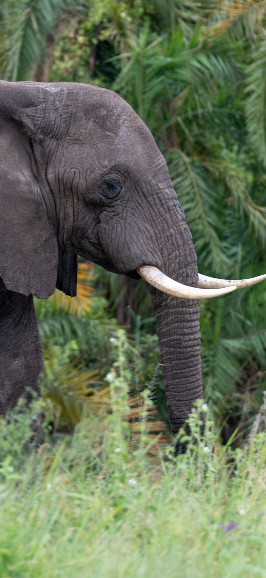 elephant, tusks, animal, grass