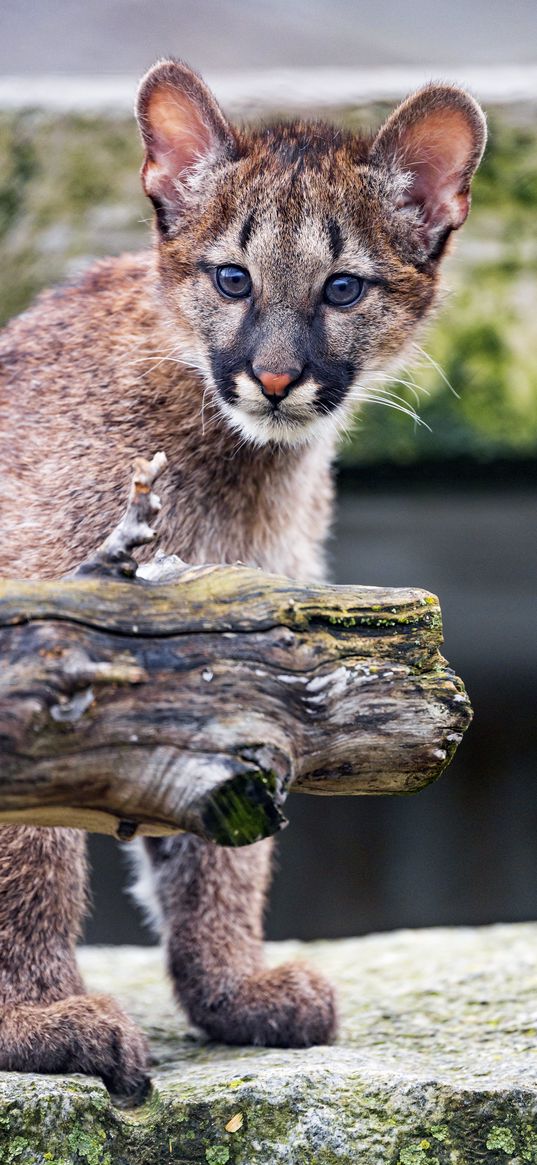 cougar, cub, cute, look