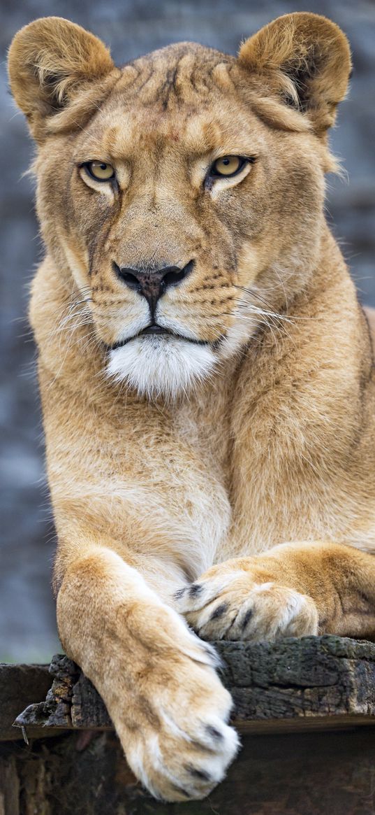 lioness, big cat, predator, paws