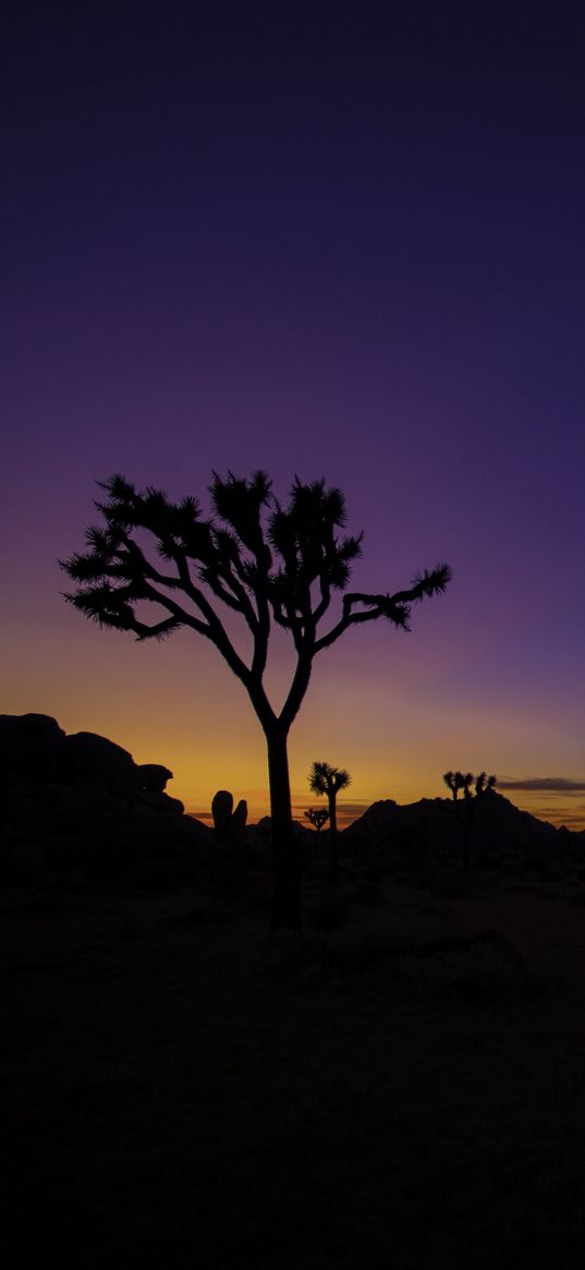 tree, silhouette, sunset, prairie