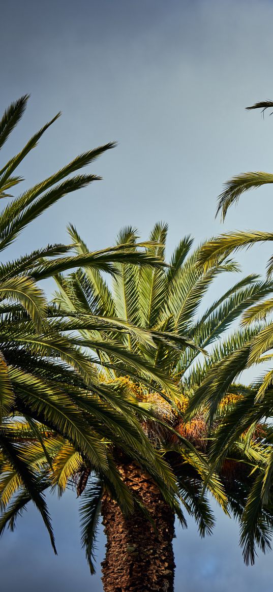 palm trees, tree, leaves, sky, tropical