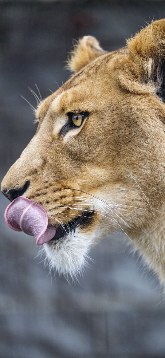 lioness, big cat, protruding tongue, profile