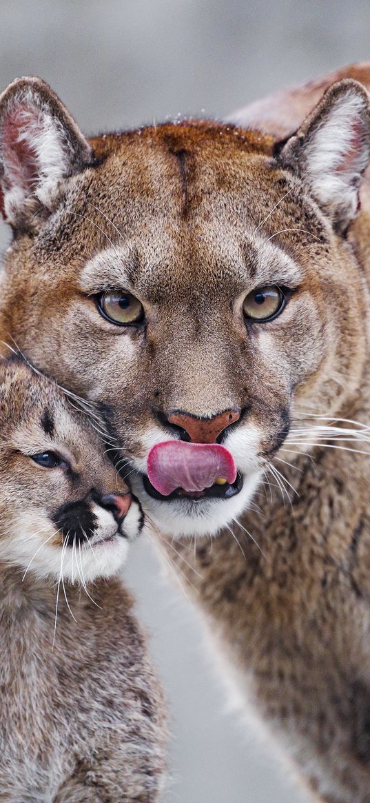 lioness, predator, cub, care