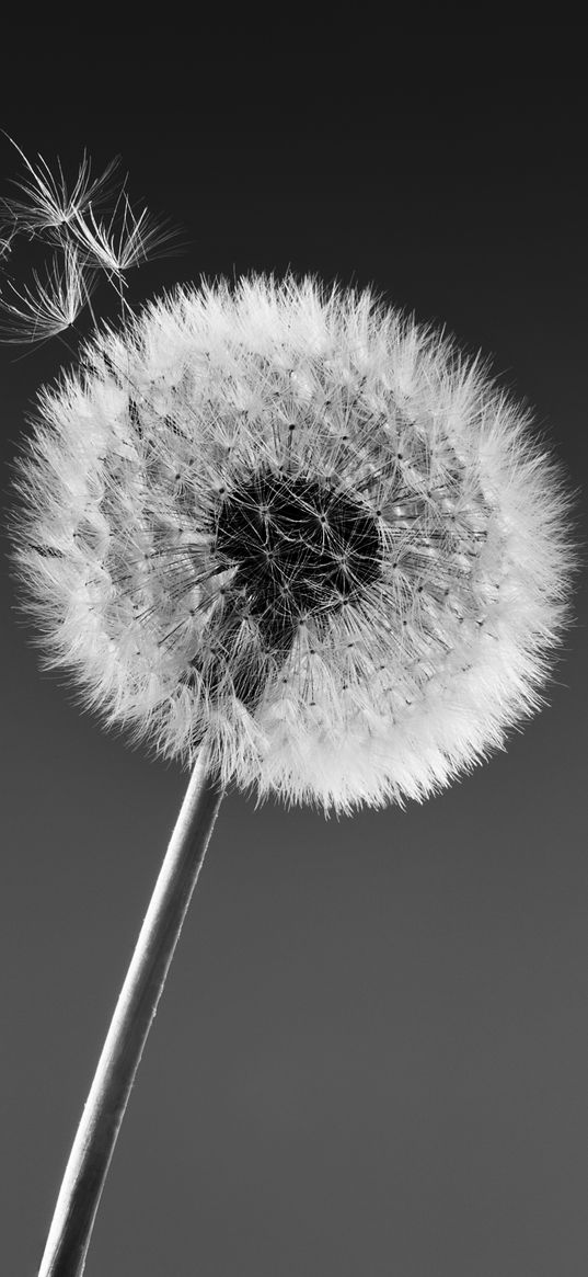 dandelion, macro, fluff, bw